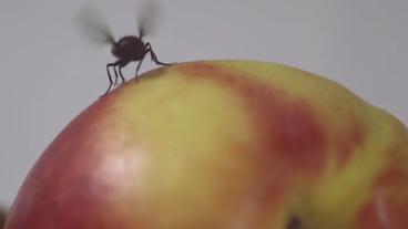 Eine Fliege fliegt gerade von Apfel weg
