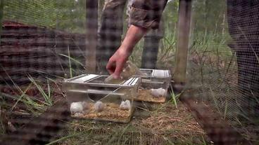 Weiße Labormäuse sitzen in Käfigen in einem Wald