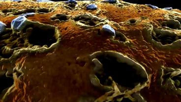 Eine mikroskopische Aufnahme einer Zellmembran, die voller Löcher ist