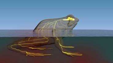 Grafik eines Froschs mit simulierter Nervenweiterleitung