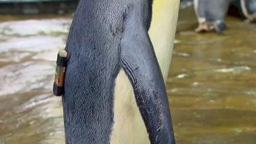 Ein Pinguin mit einem Sender am Rücken