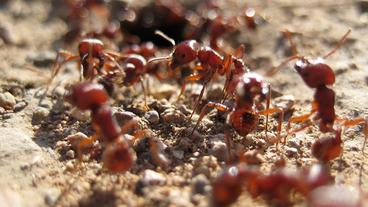 Rote Ernteameisen an Nest