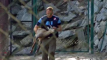 Ein Zootierarzt trägt ein betäubtes Tier