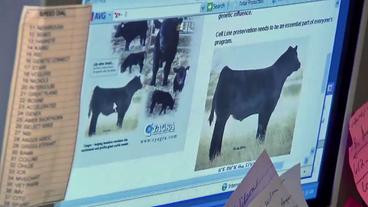 Bild: SWR Internetseite eines Züchters auf Computerbildschirm