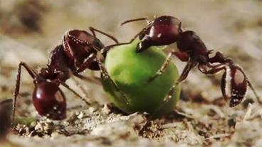 Rote Ameisen mit grünem Samenkorn