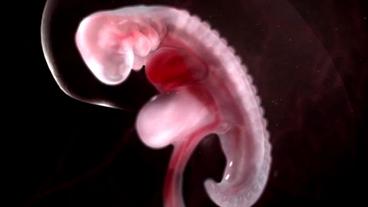 3D-Animation eines Embryos