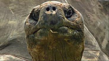Bild: SWR Schildkröte