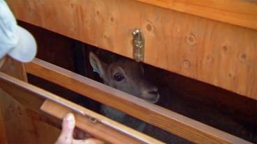 Ein junger Steinbock schaut aus dem Transportkäfig