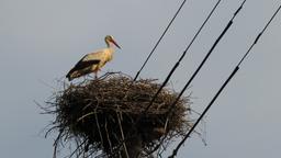 Ein Storch