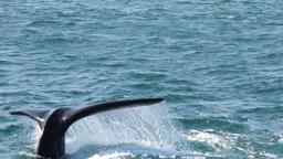 Ein Southern Right Whale