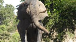 Elefant im Krüger Nationalpark