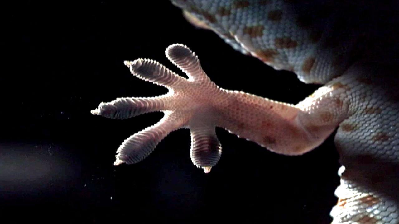 Fuß eines Geckos