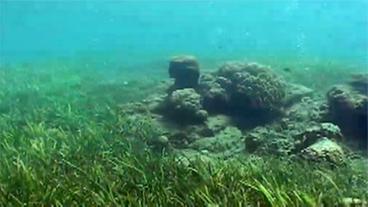 Seegraswiese, Gasblasen, darin ein einzelner Korallenstock