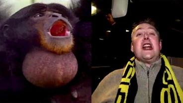 Bild: SWR Ein Gibbon und ein Borussia Dortmund-Fan.