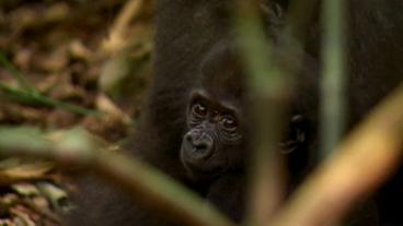 Bild: SWR Ein Gorillababy