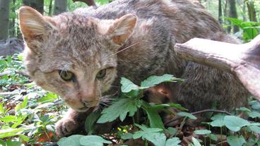 Eine ausgestopfte, aber echte Wildkatze