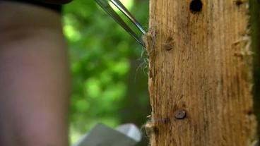 Die Forscher des Gelnhausener Senckenberg-Instituts sammeln per Pinzette Haare ein, die am Lockstock hängen geblieben sind