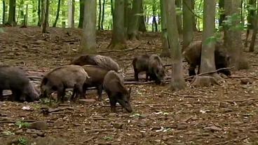 Eine Horde Wildschweine