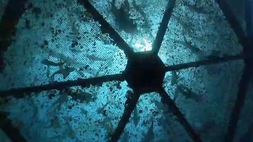Bild: NDR Fische in einer Offshore-Aquakulturanlage