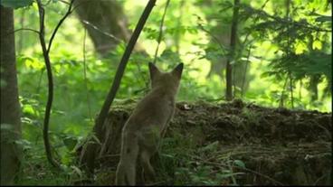Ein junger Fuchs im Wald