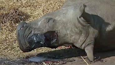 Erschossenes Nashorn in der Südafrikanischer Steppe. Das Horn wurde abgeschnitten.