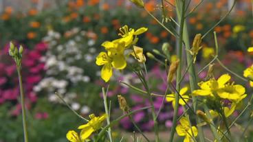 Gelbe Blüten 