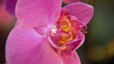 Eine pinkfarbene Orchideenblüte