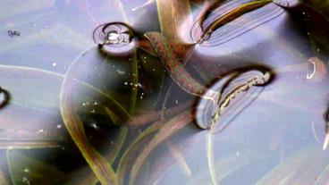 Ein Blutegel im Wasser