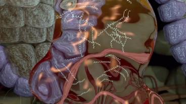 Bild: SWR Grafische Darstellung von Borrelien im Darm einer Zecke