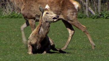 Kranker Hirsch