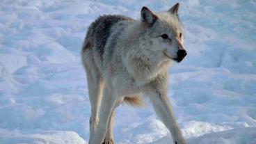 Bild: Angelika Sigl Ein Wolf
