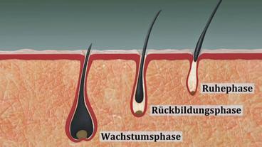 Schematische Darstellung einer Haarwurzel in den verschiedenen Zyklen