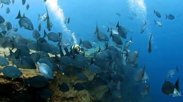 Bild: WDR/Neudreh Mann taucht und filmt Fische