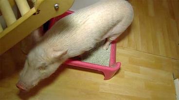 Bild: HR EIn Schwein auf einem Katzenklo