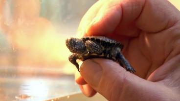 Bild: SWR Sumpfschildkröte