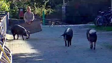 Die Glückschweine Berta, Susie und Joie