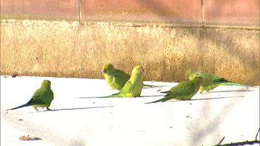 Papageien im Schnee