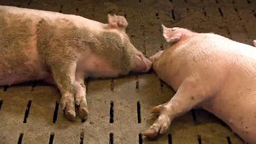 Zwei Schweine schlafen