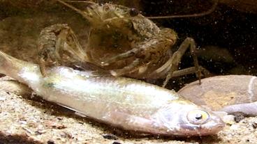Ein Edelkrebs mit einem toten Fisch
