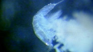 Mikroskopaufnahme eines Ruderfußkrebses aus dem Eis