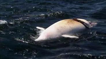 Ein toter Beluga schwimmt auf der Wasseroberfläche