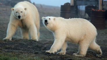 Eisbären im ehemaligen Fischerdorf Somnitelnaja an der Südküste der Insel