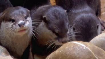 Bild: SWR Otterfamilie