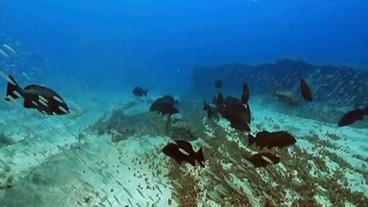 Bild: WDR/Neudreh Fische unter Wasser