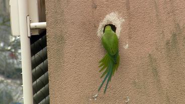 Ein Papagei vor der "Bruthöhle" in einer Fassade