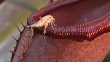 Bild: HR Heimchen vor dem Sturz in die Kannenfalle (Nepenthes).