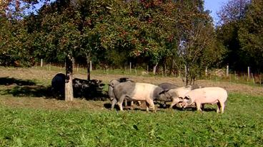 Schweine fressen unter einem Apfelbaum