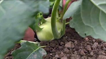 Ein Kohlrabi wird geerntet.