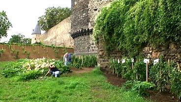 Bild: SWR Beete vor einer Mauer