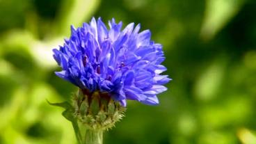 Bild: SWR Eine Kornblume